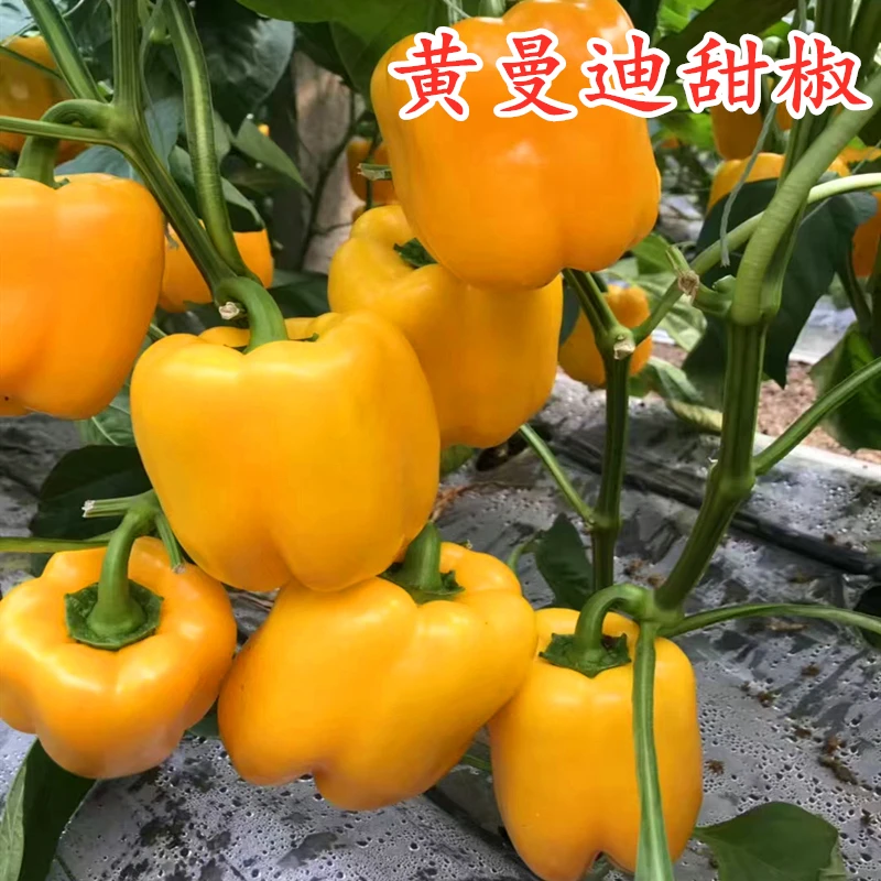 彩椒种子甜椒种子方椒辣椒苗苗子肉厚皮产量高抗病好黄曼迪