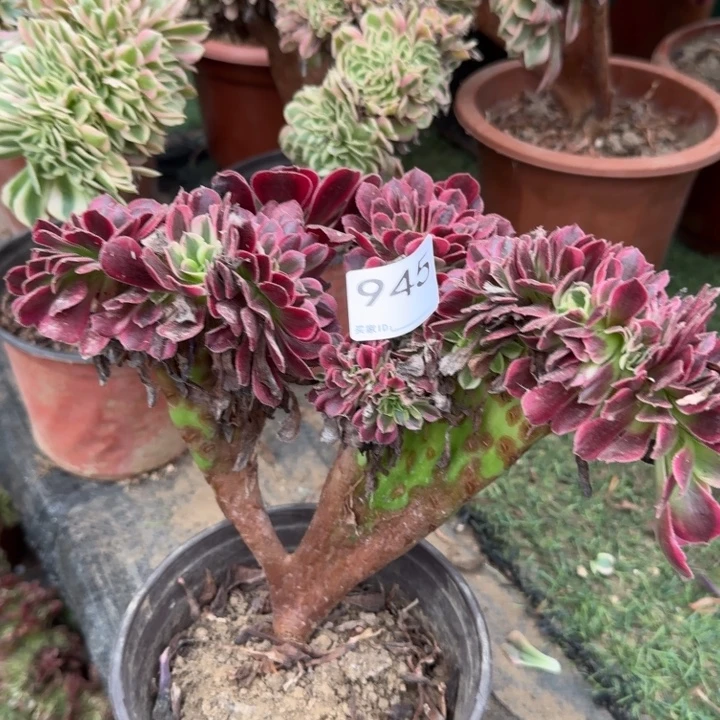 美杜莎法师缀化945