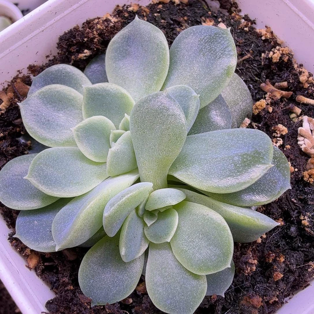 甜心纸鸳一物一拍
