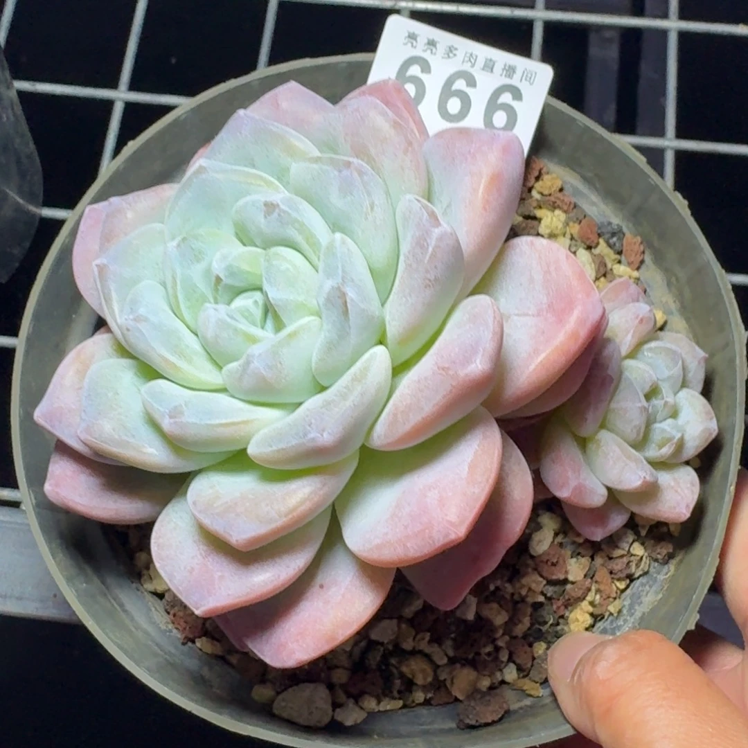 ****V          开播福利