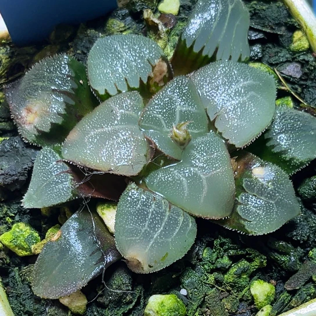 恭喜发财大吉大利631冰面克