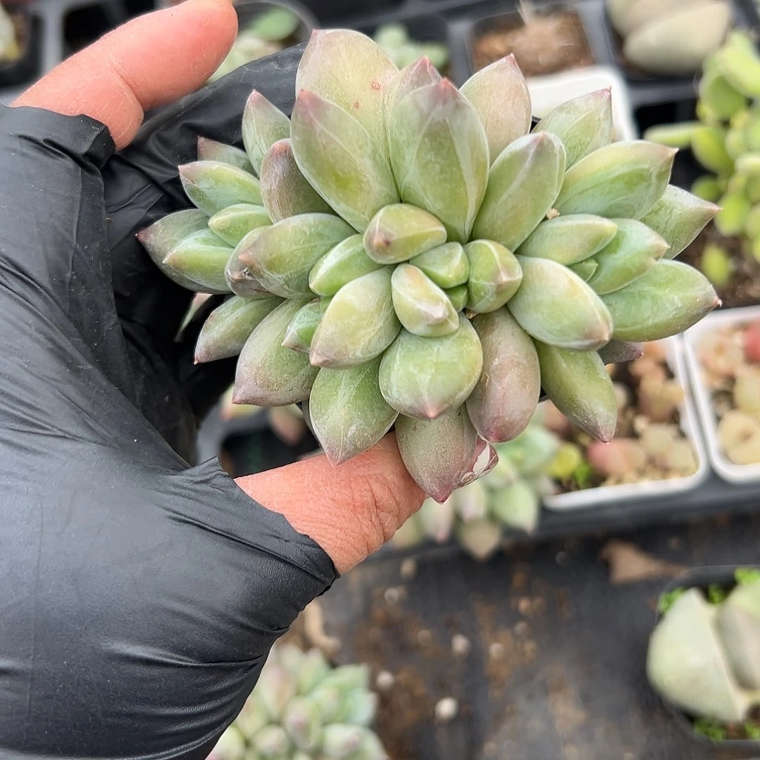 多肉植物多肉植物