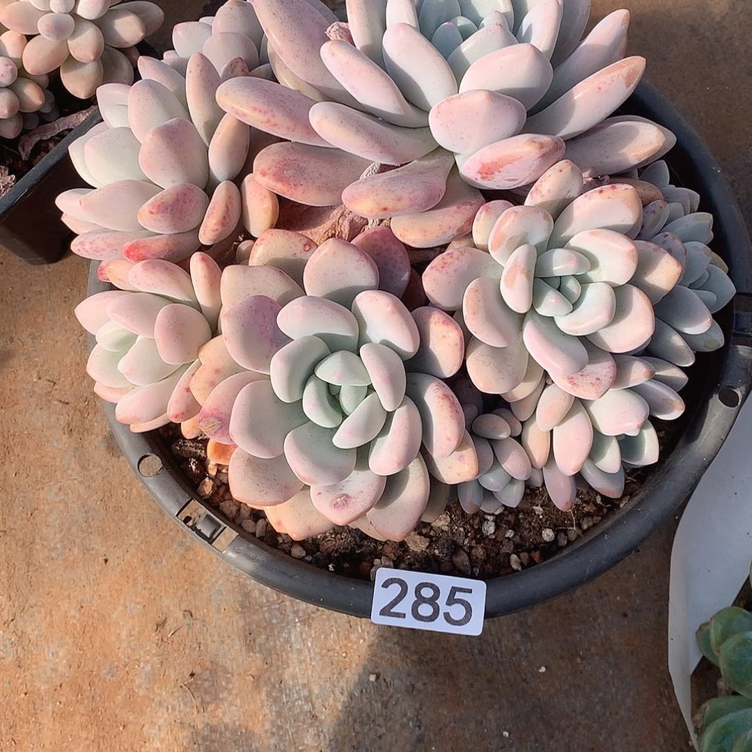 285 一物一拍多肉！