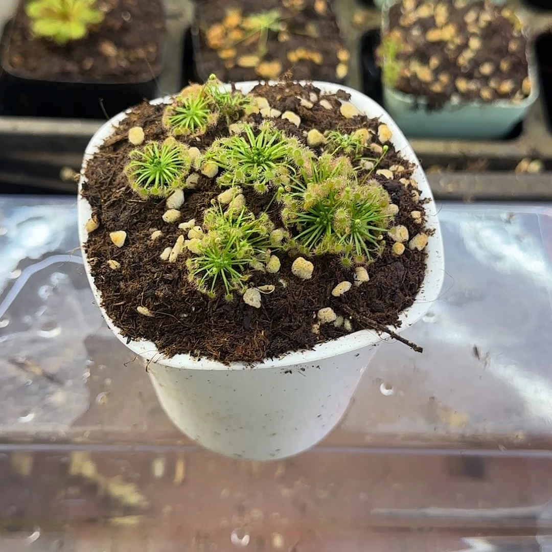 完全开放毛毛迷你茅