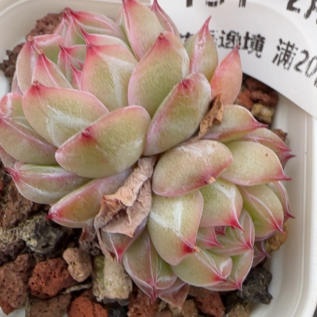 花语逸镜0208-151