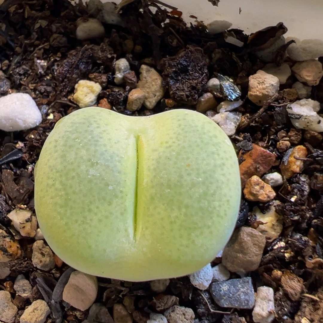 81多肉植物百科翠光
