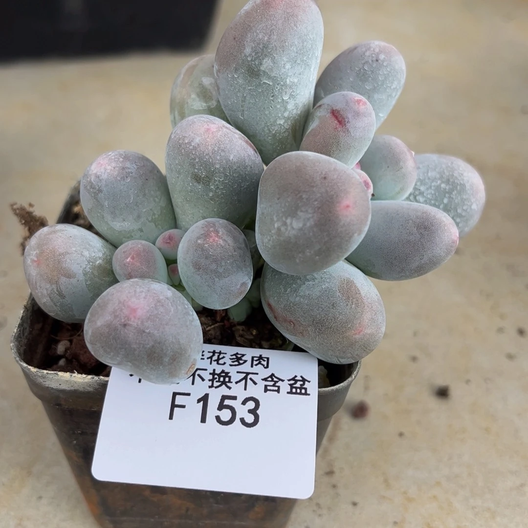 ？***153-米可奶多肉7cm