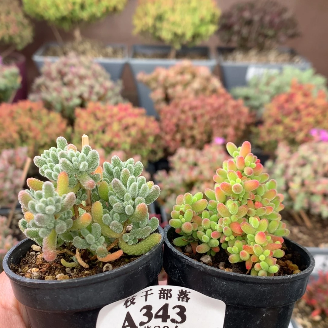 格*化343冰晶+蜜橘糖球 。