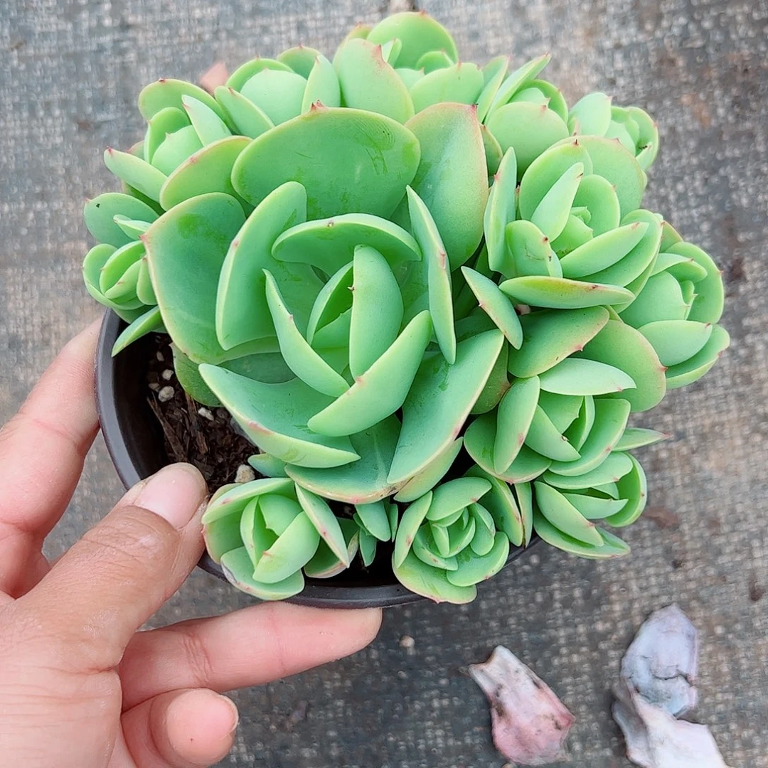 碧桃群生，一物一拍