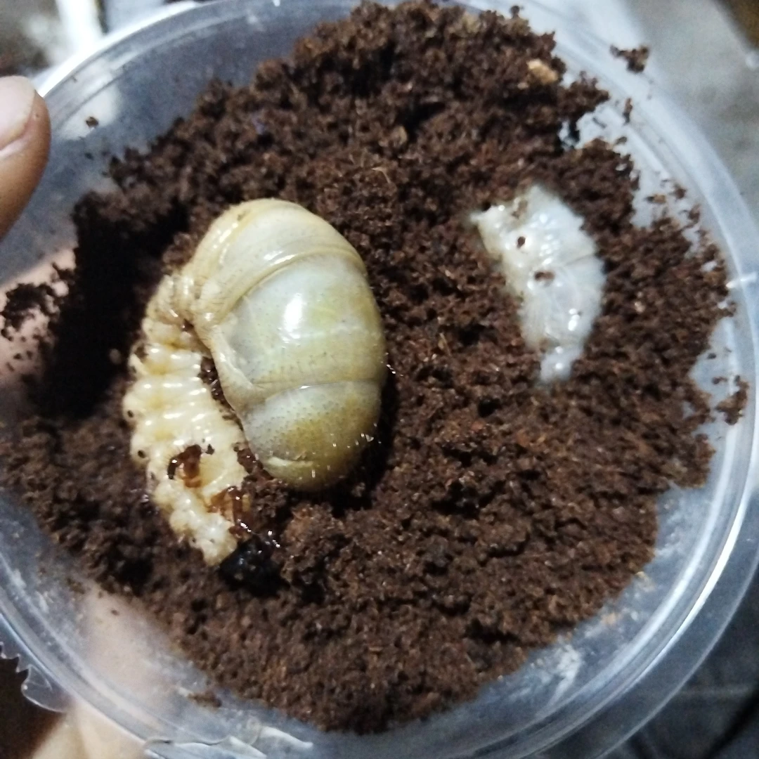 甲虫标本虫，素吉五角大兜幼虫3龄幼虫2只发货