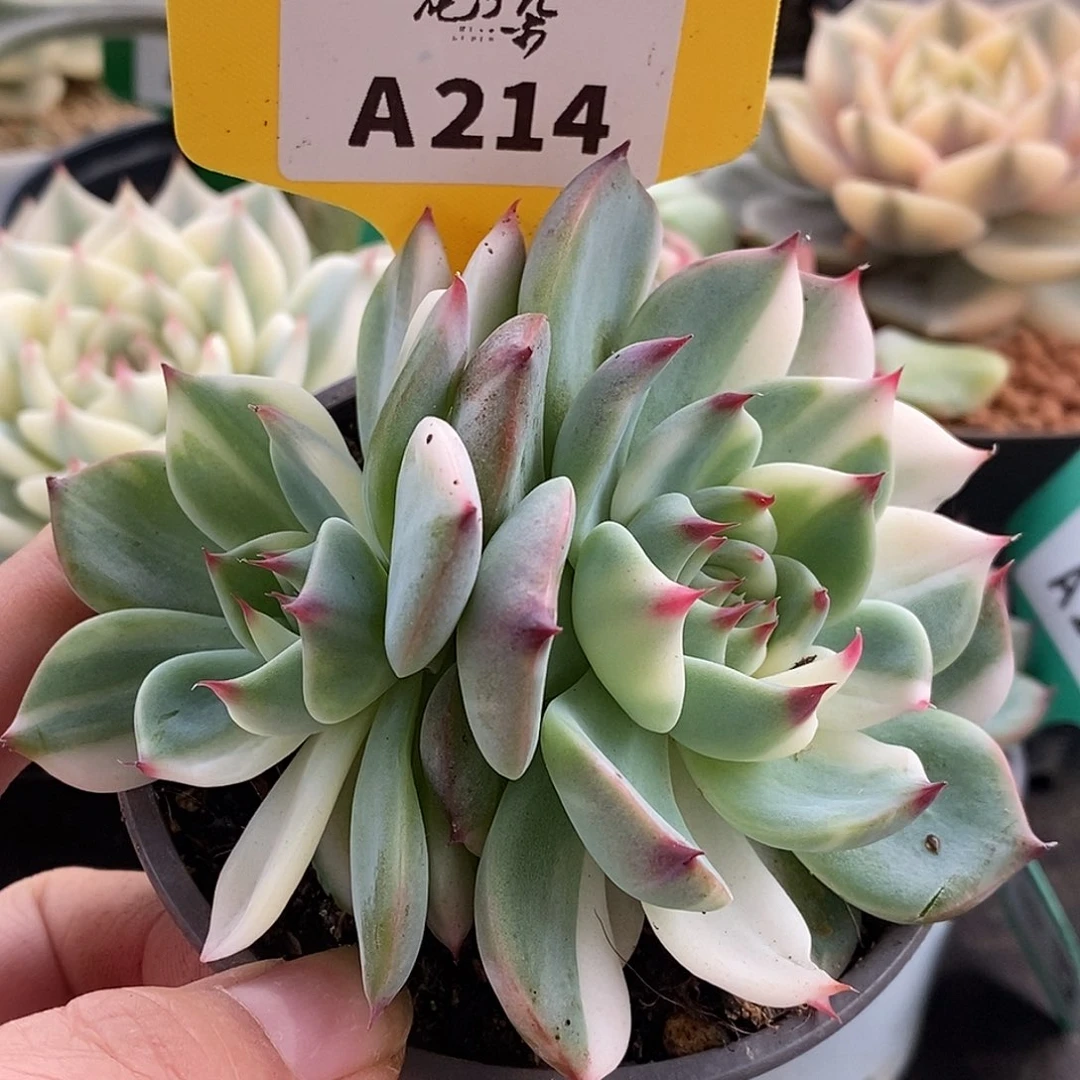 241双头花脸娃娃哈哈哈哈哈