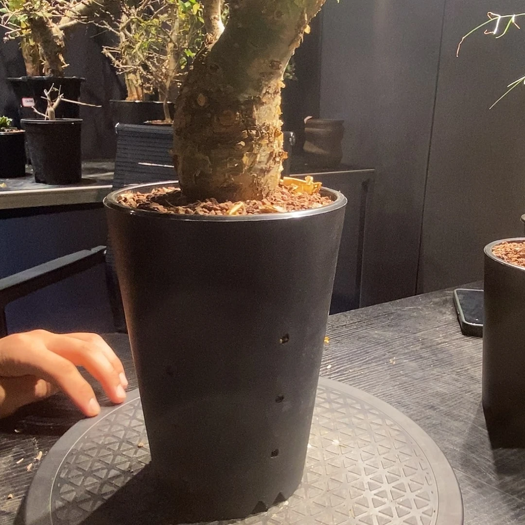 五***分玛丽没药一个养定