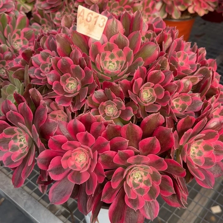 613妖月35厘米左右多肉