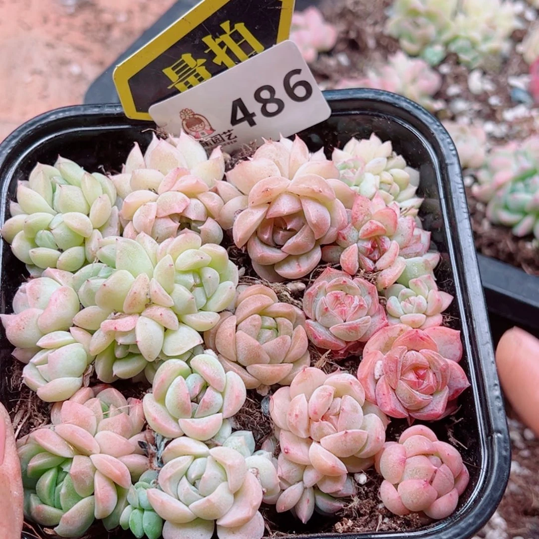 多肉植物多肉植物