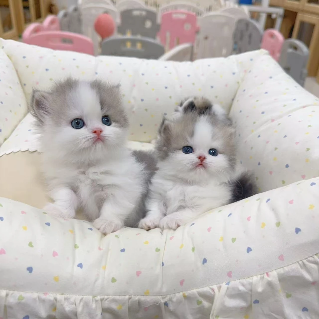【甜甜与猫】纯种米努特矮脚金渐层猫咪萌宠新手养猫全品种精品猫