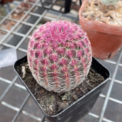 实生红太阳4仙人球