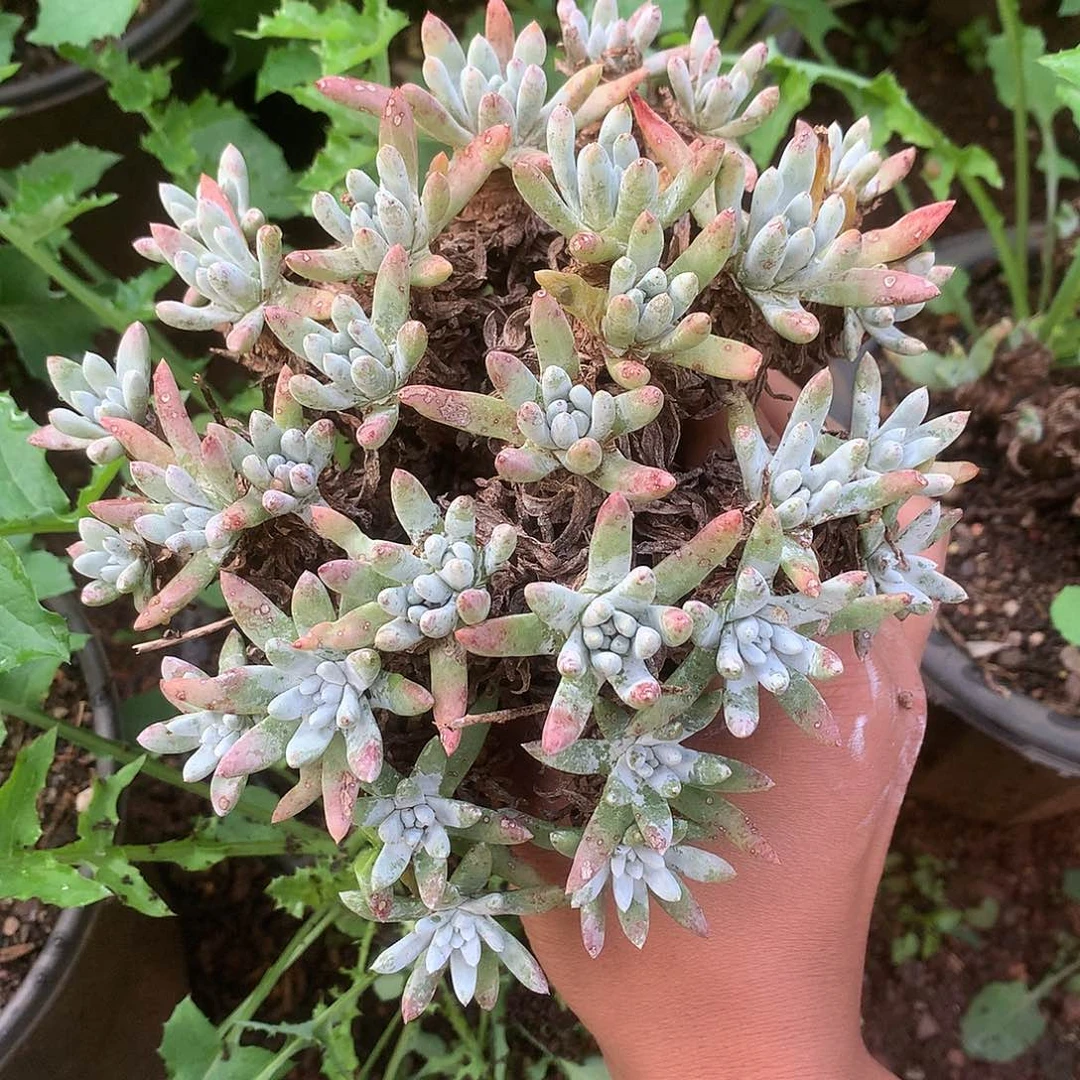 8217雪花仙女杯多肉
