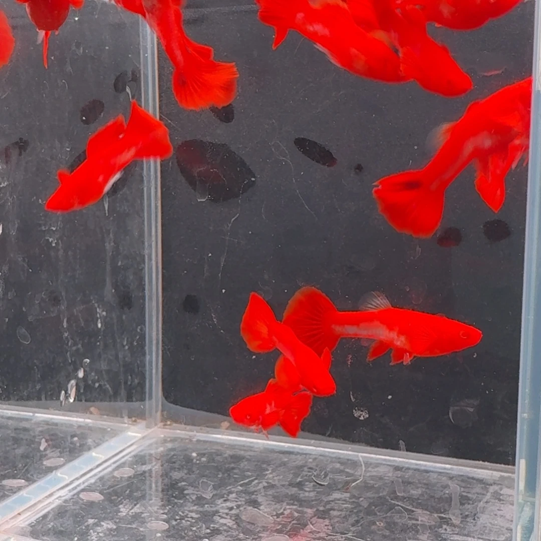 孔雀鱼通背包肚5对赠一瑕疵公