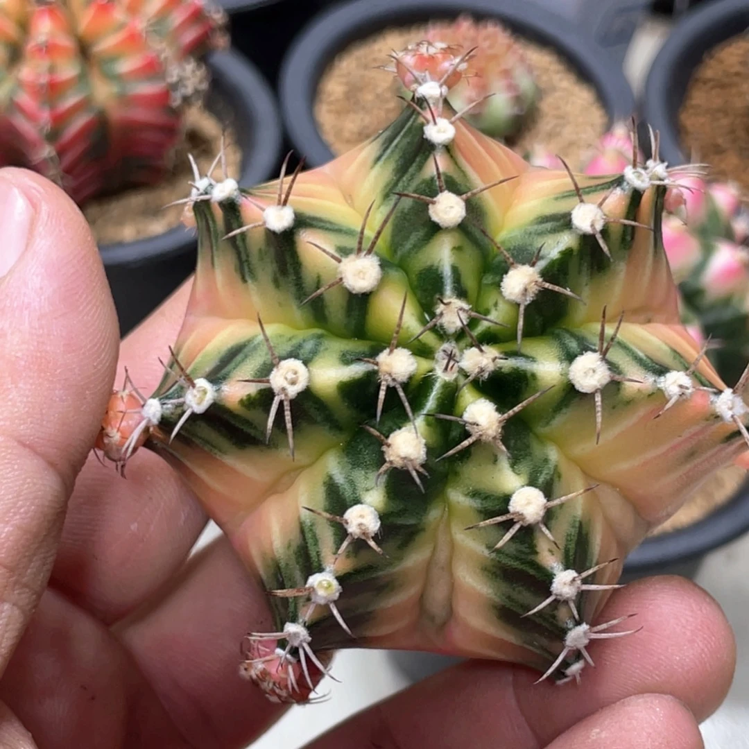 当前无花朵，栽培后可花朵虎斑规律臀锦复棱