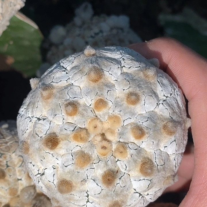 三角接精选浓白兜