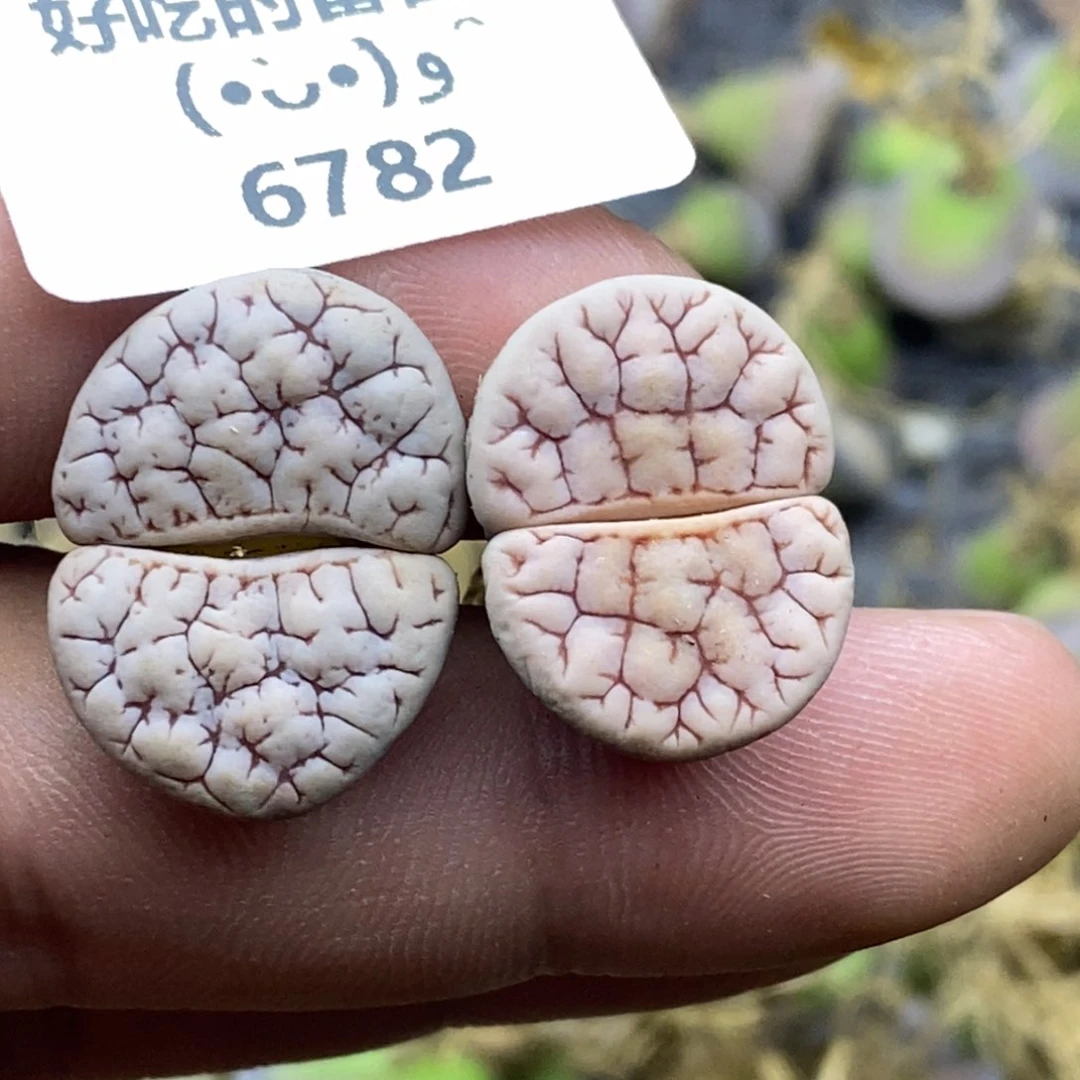 杠***精6782。18包邮.当天凑哦。新疆西藏88包邮