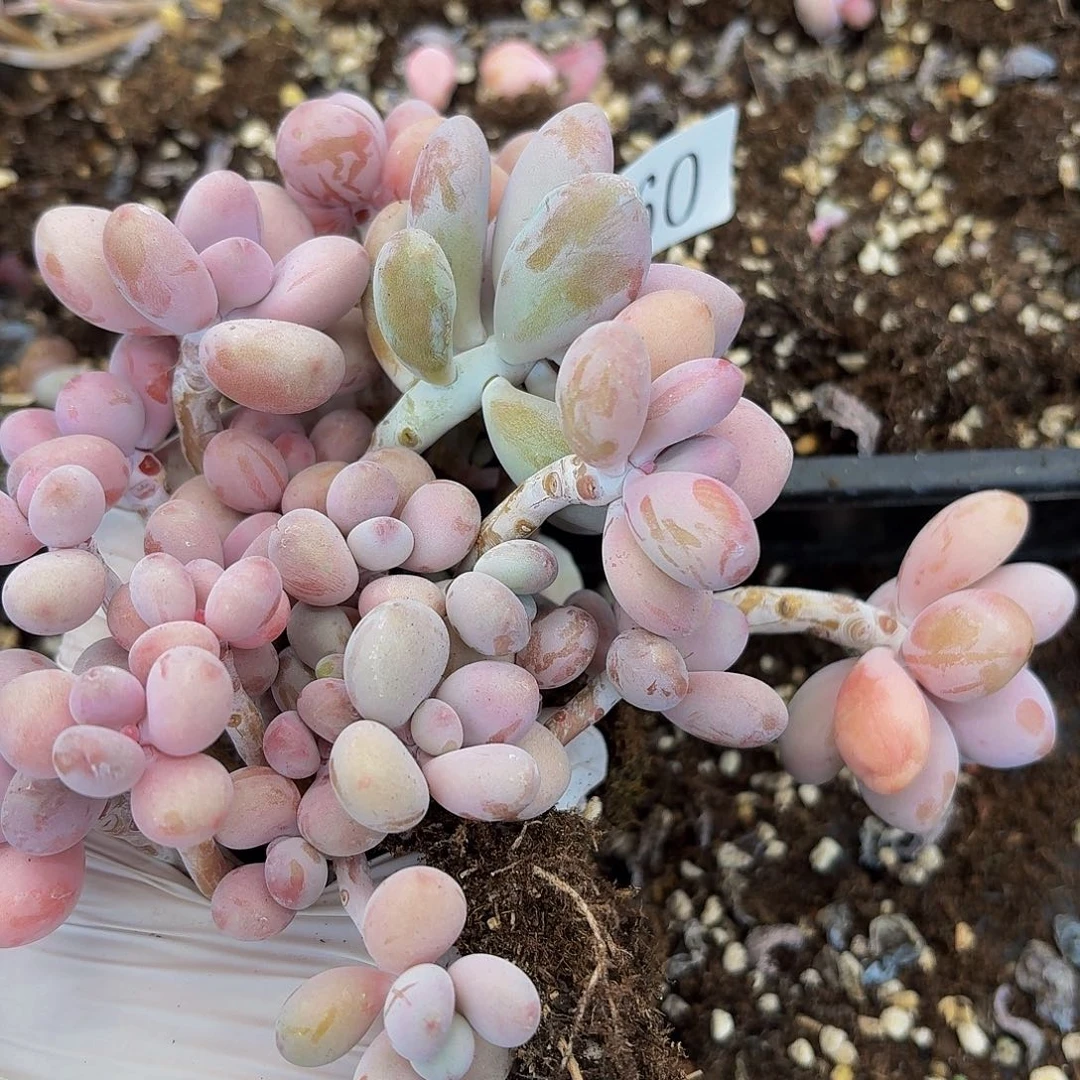 多肉植物多肉植物460