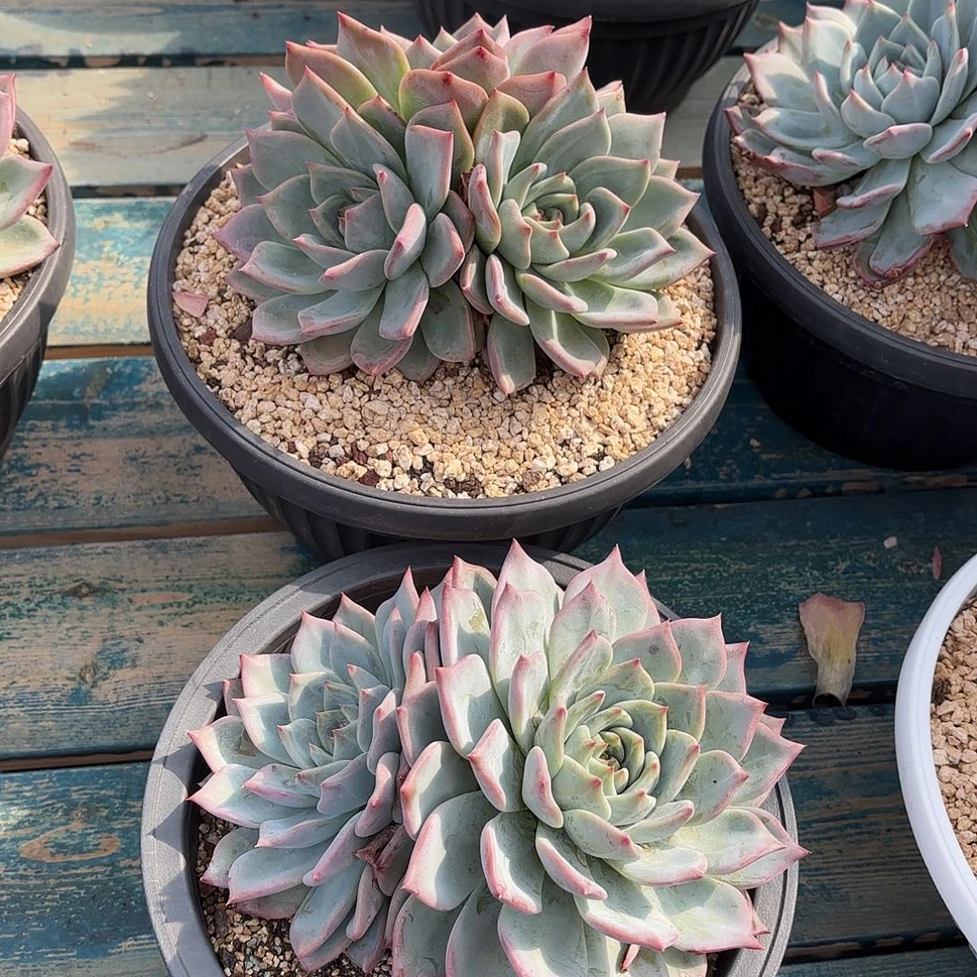 香缇卡2颗多肉植物