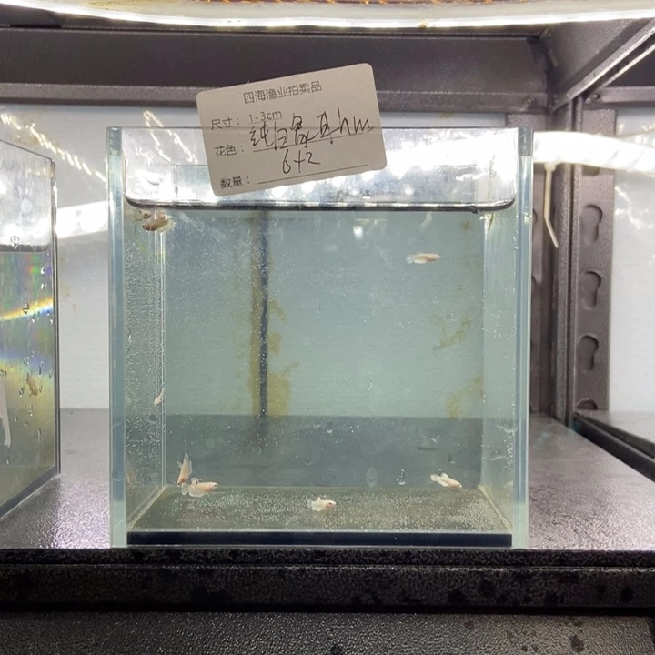 斗鱼包活不包损所见即所得161