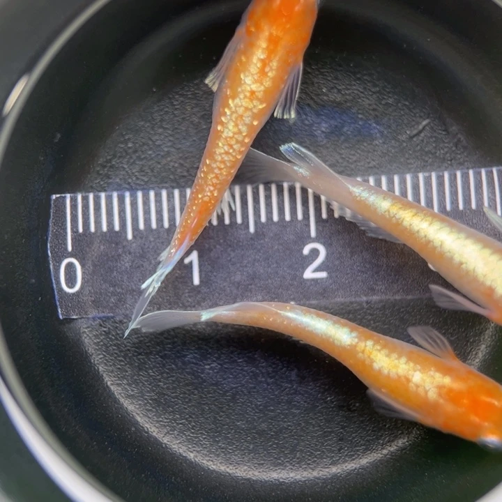 海水鱼红白赤壁36号