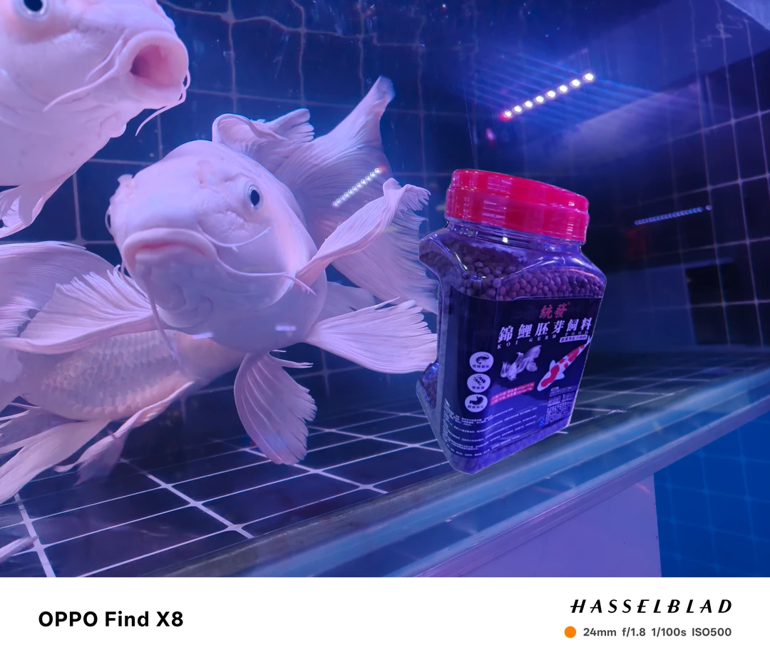 精品蝴蝶鲤20 顺丰 无故退货拉黑  无7天无理由（直播间）