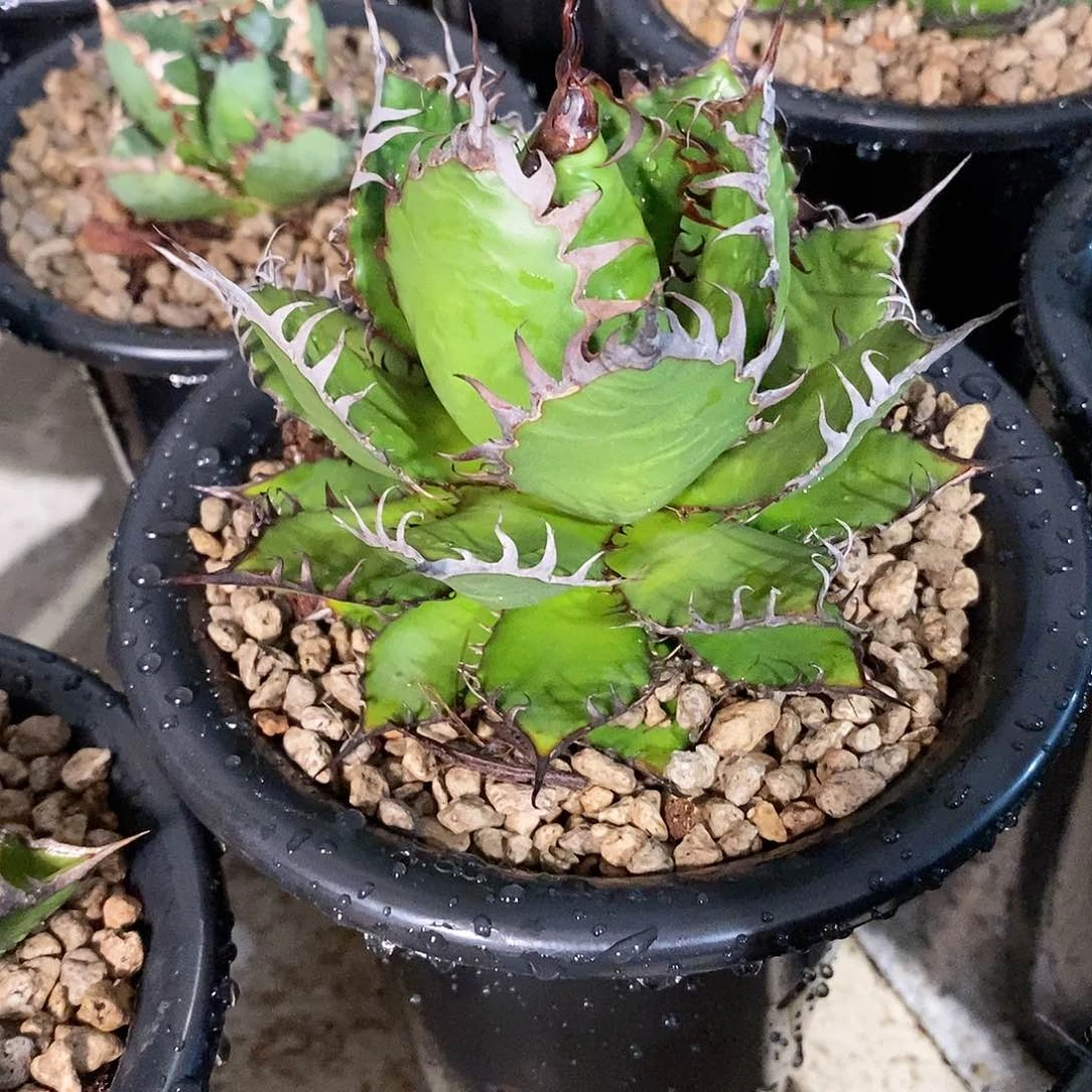 强蜜刺霍利达。龙舌兰。