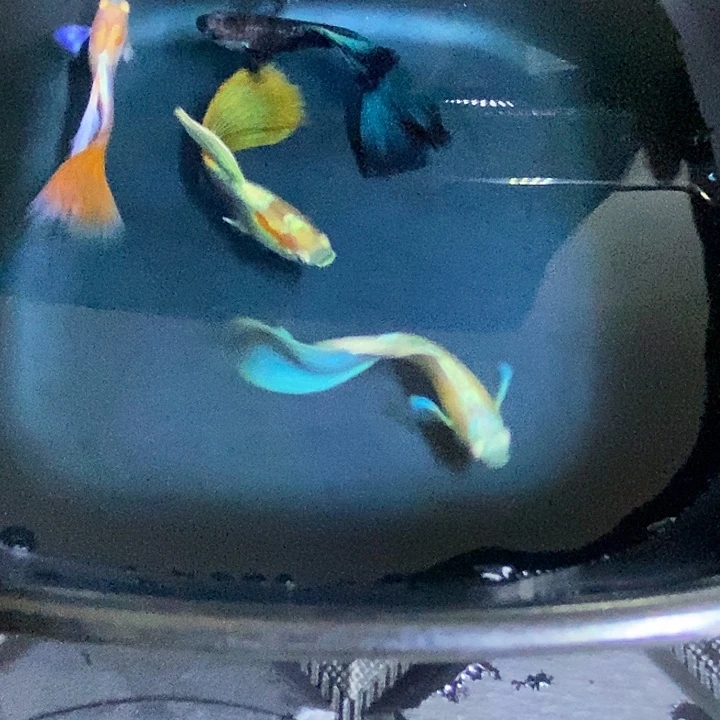 ᶠ***ᵘ孔雀鱼四公孔雀鱼