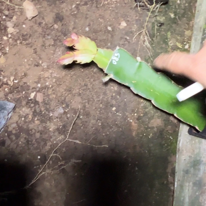 083嫁接瑕疵小破苗一颗无售后12.8