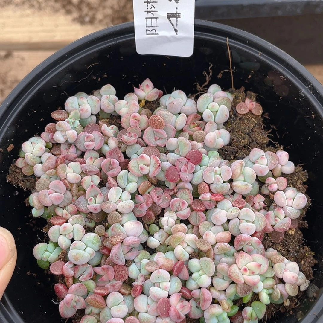 多肉植物多肉植物485