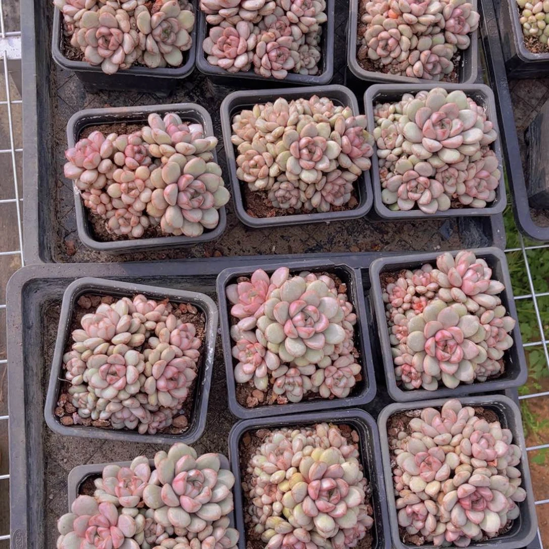 葡萄一颗量拍带盆发