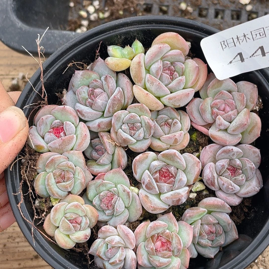 多肉植物多肉植物445