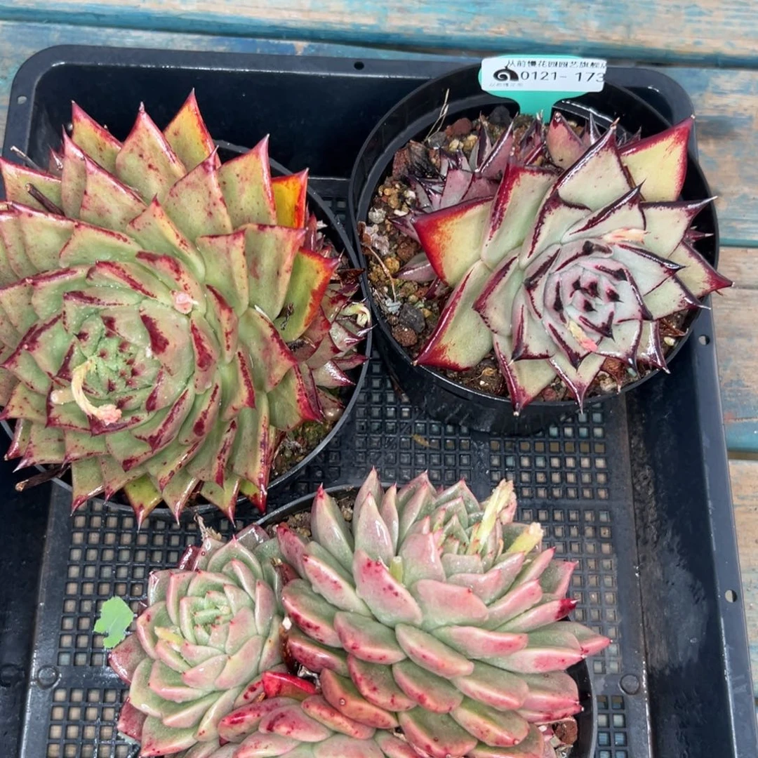 多肉编号0121-173