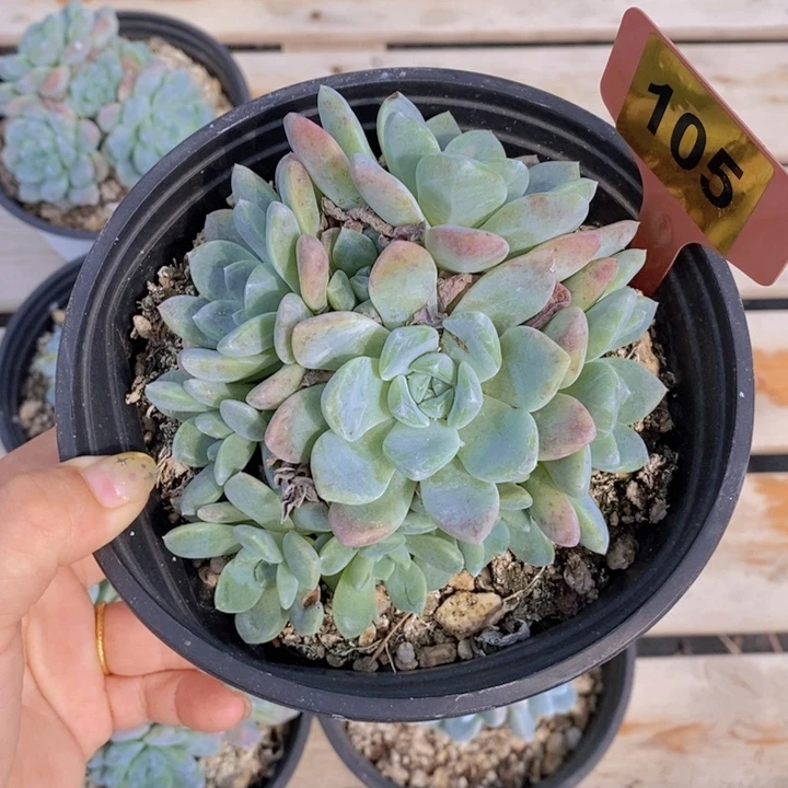 是***、105号多肉植物11111