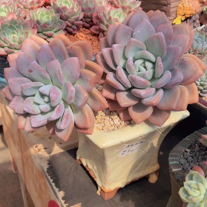 玫瑰型多肉奥普琳娜-4