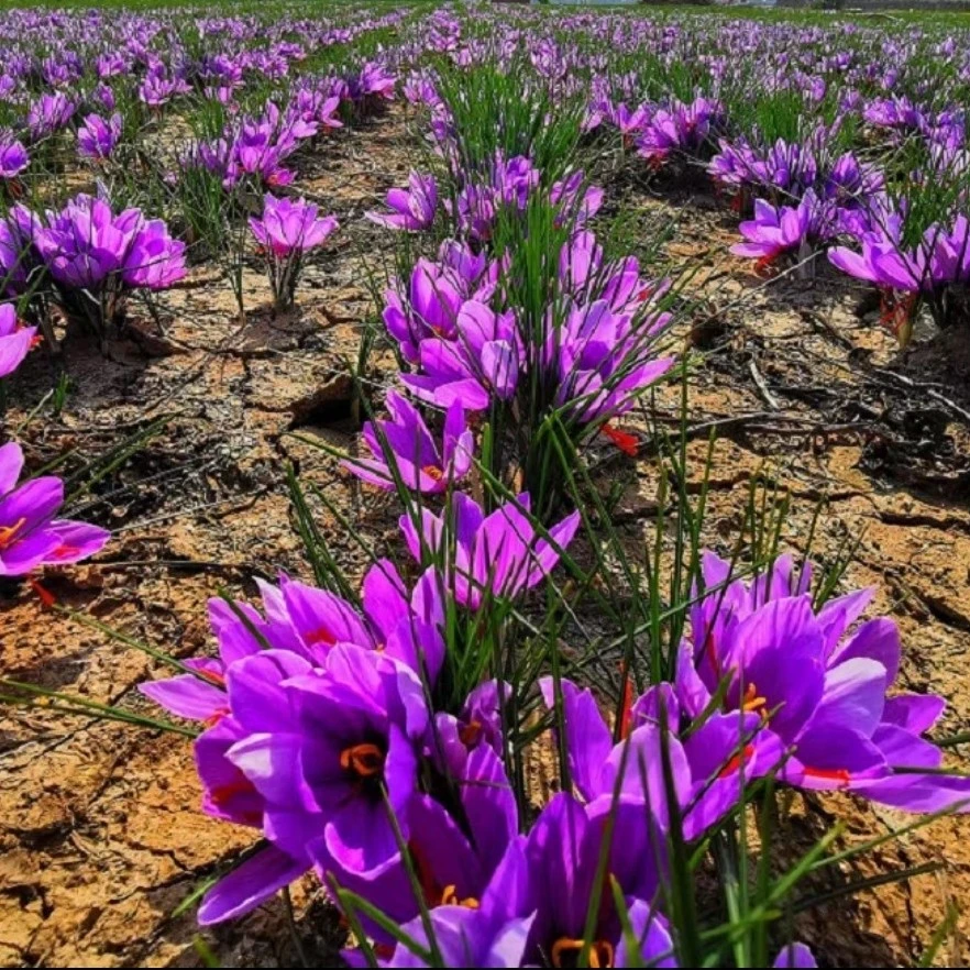 正宗藏红花高端种植种球