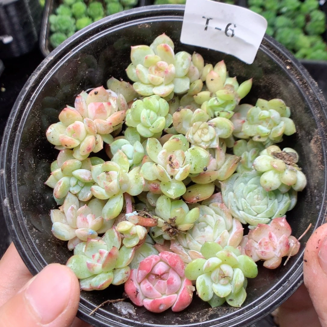 无花朵T6英语英语英语英语英语英语