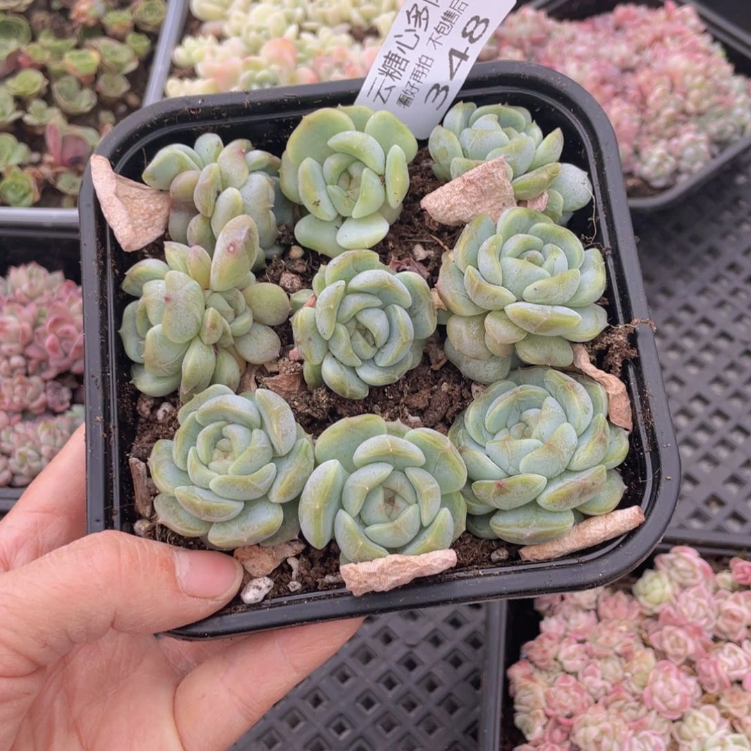 云糖心多肉植物348
