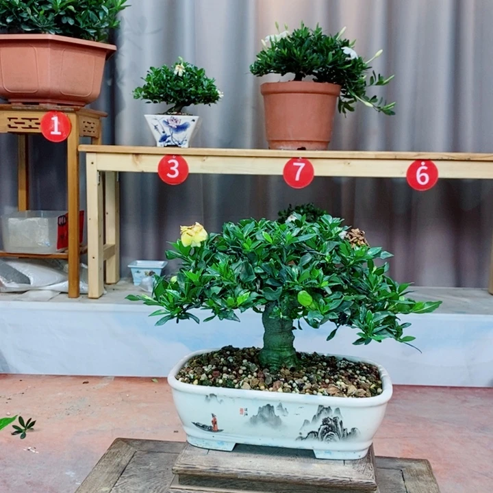 无花朵栀子花开了