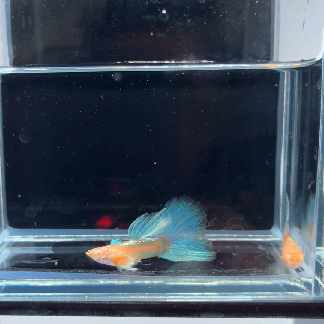 孔雀鱼蓝白鸥翼一对（13）