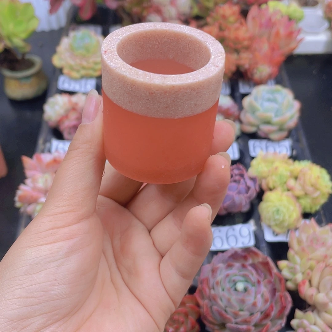 多肉无土栽培多肉植物