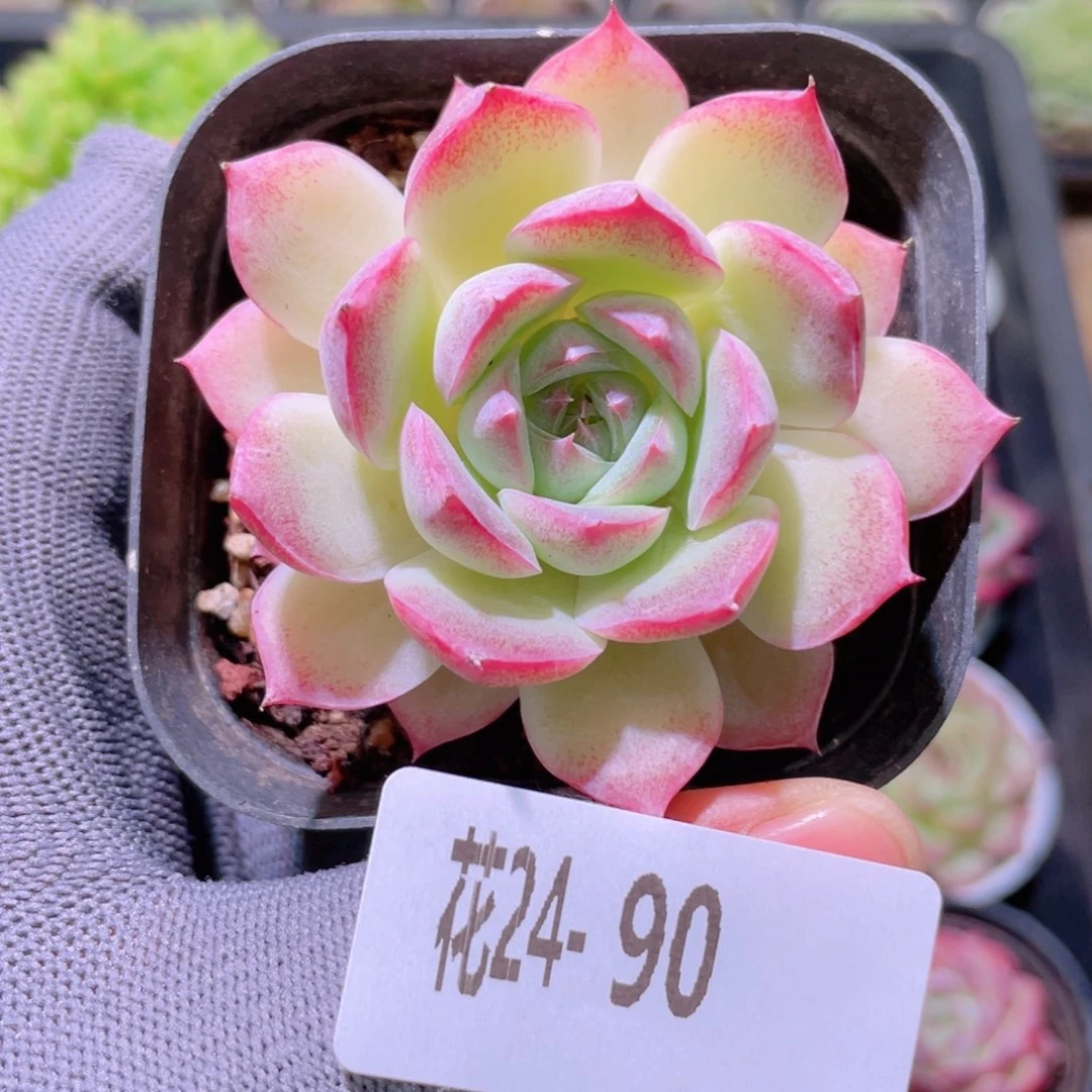 花利美24-90女王玫瑰