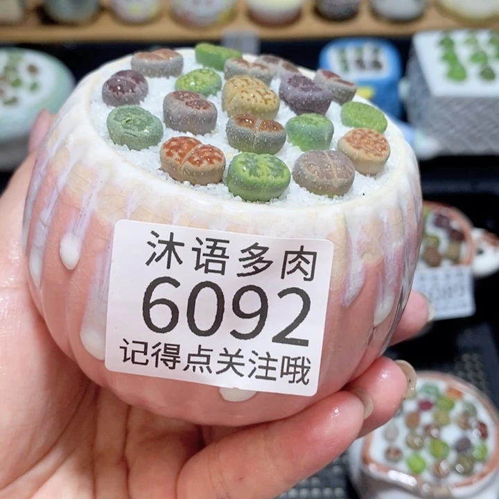 带盆土发货 精美盆栽 6092