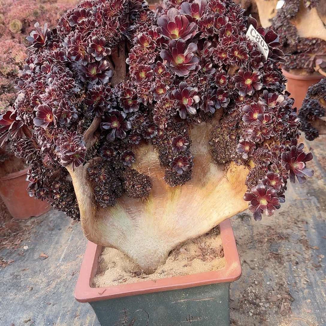 802欧紫朵朵有伤一颗呀呀