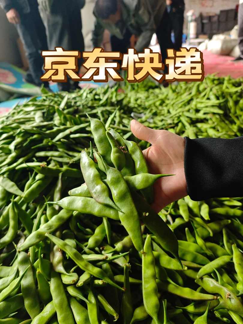 京东快递发货纯东北九月青油豆角梨树小油豆泡沫箱加冰袋发货