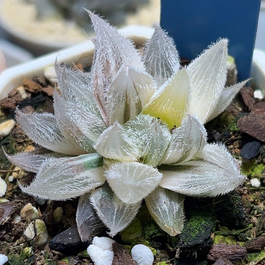 恭喜发财大吉大利573